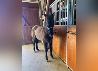 American Quarter Horse, Giumenta, 1 Anno, 150 cm, Grullo