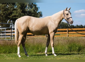 American Quarter Horse, Giumenta, 1 Anno, 150 cm, Palomino