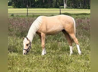 American Quarter Horse, Giumenta, 1 Anno, 150 cm, Palomino