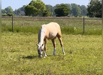 American Quarter Horse, Giumenta, 1 Anno, 150 cm, Palomino