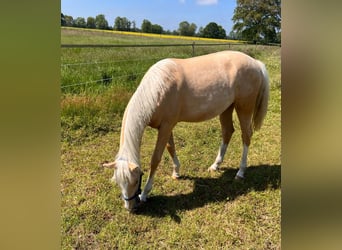 American Quarter Horse, Giumenta, 1 Anno, 150 cm, Palomino