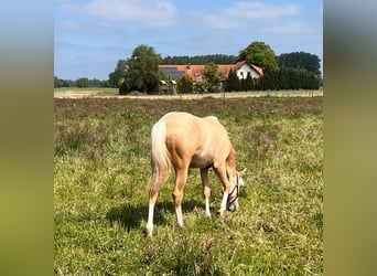 American Quarter Horse, Giumenta, 1 Anno, 150 cm, Palomino