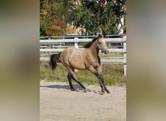 American Quarter Horse, Giumenta, 1 Anno, 150 cm, Pelle di daino