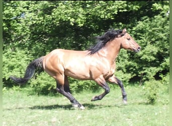 American Quarter Horse, Giumenta, 1 Anno, 150 cm, Pelle di daino