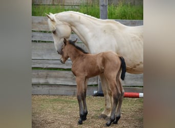 American Quarter Horse, Giumenta, 1 Anno, 150 cm, Pelle di daino