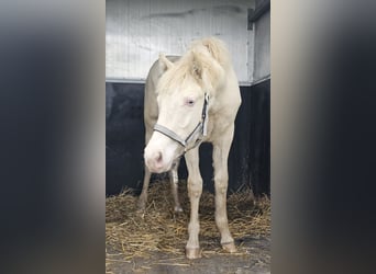 American Quarter Horse Mix, Giumenta, 1 Anno, 150 cm, Perlino