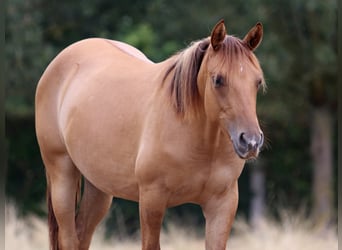 American Quarter Horse, Giumenta, 1 Anno, 150 cm, Red dun