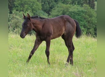 American Quarter Horse, Giumenta, 1 Anno, 150 cm, Roano blu