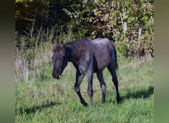 American Quarter Horse, Giumenta, 1 Anno, 150 cm, Roano blu