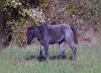 American Quarter Horse, Giumenta, 1 Anno, 150 cm, Roano blu