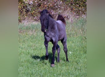 American Quarter Horse, Giumenta, 1 Anno, 150 cm, Roano blu