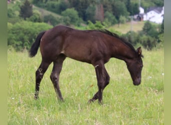 American Quarter Horse, Giumenta, 1 Anno, 150 cm, Roano blu