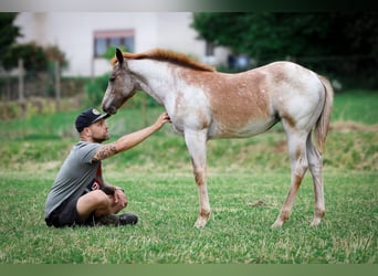 American Quarter Horse, Giumenta, 1 Anno, 150 cm, Roano rosso