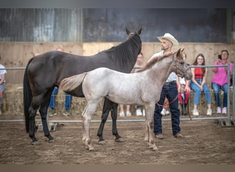 American Quarter Horse, Giumenta, 1 Anno, 150 cm, Roano rosso