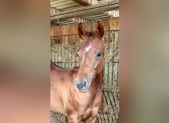 American Quarter Horse, Giumenta, 1 Anno, 150 cm, Sauro