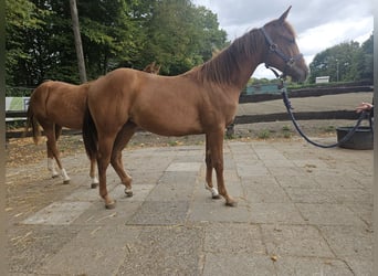 American Quarter Horse, Giumenta, 1 Anno, 150 cm, Sauro