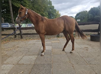 American Quarter Horse, Giumenta, 1 Anno, 150 cm, Sauro