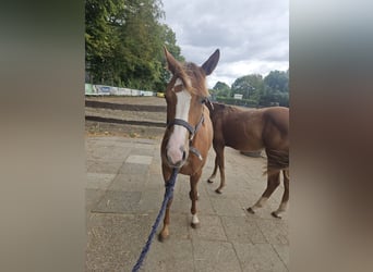 American Quarter Horse, Giumenta, 1 Anno, 150 cm, Sauro