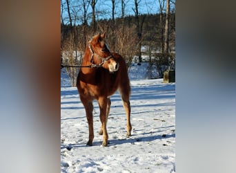 American Quarter Horse, Giumenta, 1 Anno, 150 cm, Sauro