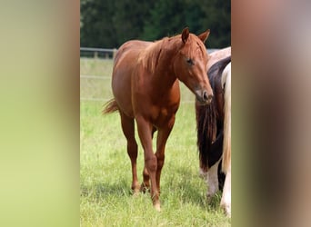 American Quarter Horse, Giumenta, 1 Anno, 150 cm, Sauro