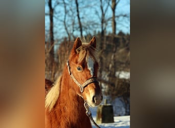 American Quarter Horse, Giumenta, 1 Anno, 150 cm, Sauro