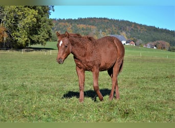 American Quarter Horse, Giumenta, 1 Anno, 150 cm, Sauro scuro