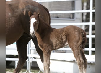 American Quarter Horse, Giumenta, 1 Anno, 150 cm, Sauro scuro