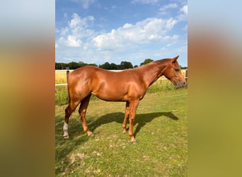 American Quarter Horse, Giumenta, 1 Anno, 150 cm, Sauro scuro