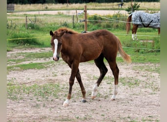 American Quarter Horse, Giumenta, 1 Anno, 150 cm, Sauro scuro