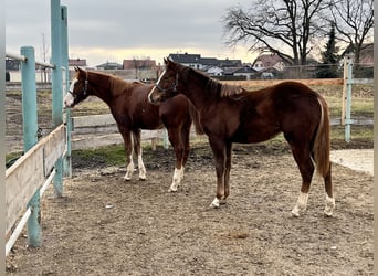 American Quarter Horse, Giumenta, 1 Anno, 150 cm, Sauro scuro