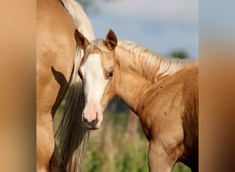 American Quarter Horse, Giumenta, 1 Anno, 151 cm, Palomino