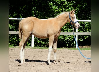 American Quarter Horse, Giumenta, 1 Anno, 151 cm, Palomino