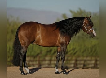American Quarter Horse, Giumenta, 1 Anno, 151 cm, Sauro scuro