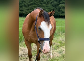 American Quarter Horse, Giumenta, 1 Anno, 152 cm, Baio