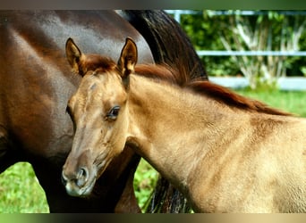 American Quarter Horse, Giumenta, 1 Anno, 152 cm, Red dun