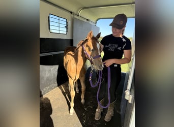 American Quarter Horse, Giumenta, 1 Anno, 152 cm, Sauro