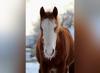 American Quarter Horse, Giumenta, 1 Anno, 152 cm, Sauro