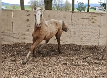 American Quarter Horse, Giumenta, 1 Anno, 153 cm, Palomino