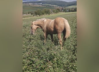 American Quarter Horse, Giumenta, 1 Anno, 153 cm, Palomino