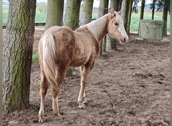 American Quarter Horse, Giumenta, 1 Anno, 153 cm, Palomino
