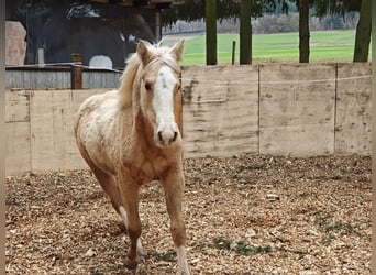 American Quarter Horse, Giumenta, 1 Anno, 153 cm, Palomino