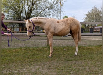 American Quarter Horse, Giumenta, 1 Anno, 153 cm, Palomino