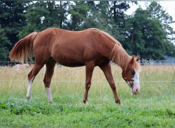 American Quarter Horse, Giumenta, 1 Anno, 153 cm, Sauro