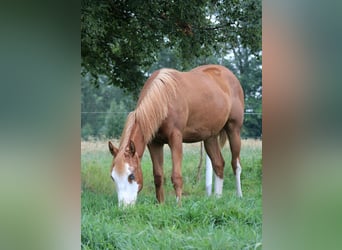 American Quarter Horse, Giumenta, 1 Anno, 153 cm, Sauro