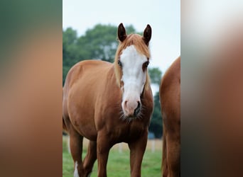 American Quarter Horse, Giumenta, 1 Anno, 153 cm, Sauro
