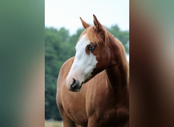 American Quarter Horse, Giumenta, 1 Anno, 153 cm, Sauro