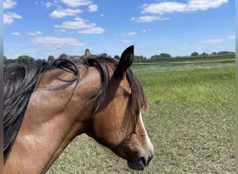 American Quarter Horse, Giumenta, 1 Anno, 155 cm, Baio