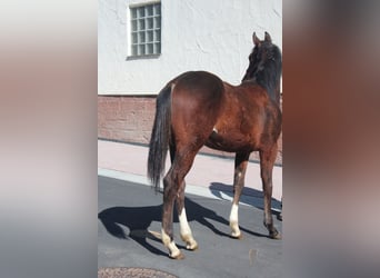 American Quarter Horse, Giumenta, 1 Anno, 155 cm, Baio