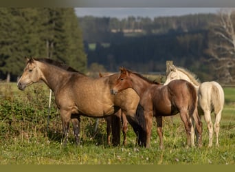 American Quarter Horse, Giumenta, 1 Anno, 155 cm, Baio roano