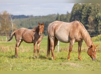 American Quarter Horse, Giumenta, 1 Anno, 155 cm, Baio roano